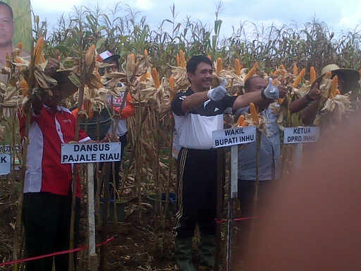 KT Anugerah Jaya, Panen Raya Jagung,